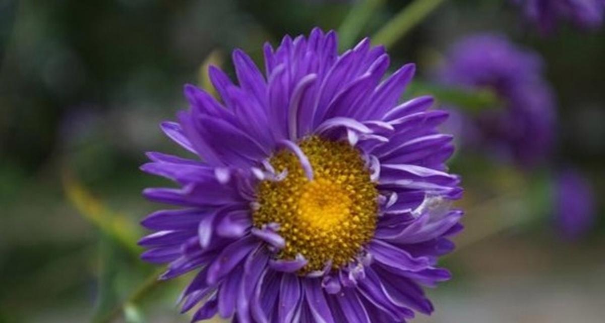 什么花的花语是神秘和高贵？哪种花代表了神秘与尊贵？