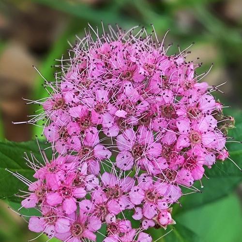 诡异花朵的花语有何深意？它通常象征什么？