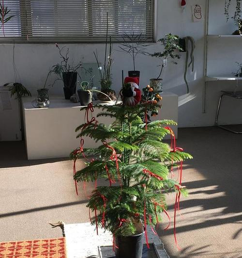 客厅适合摆放哪些花卉？如何选择以提升家居氛围？