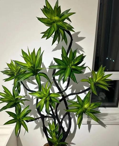 客厅适合摆放哪些花卉？如何选择以提升家居氛围？