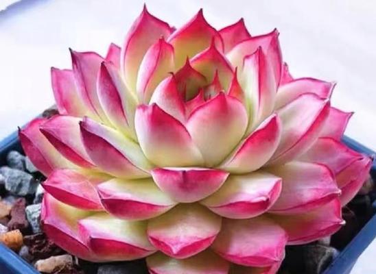 治愈多肉的花语和寓意有哪些？它如何给人带来正能量？