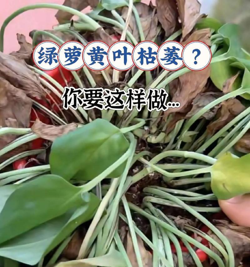 绿萝叶子变黑是什么问题？怎么解决？