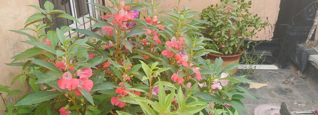 指甲花的种植步骤是什么？怎样才能成功发芽？