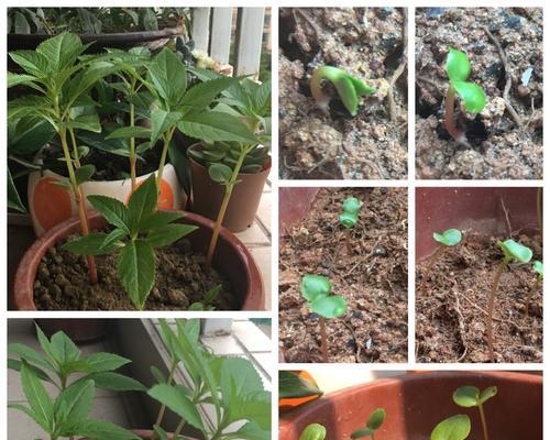 指甲花的种植步骤是什么？怎样才能成功发芽？