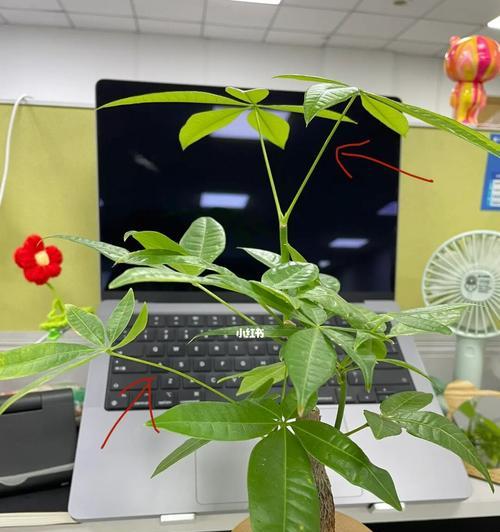 发财树修剪枝叶的正确方法是什么？修剪后如何护理？