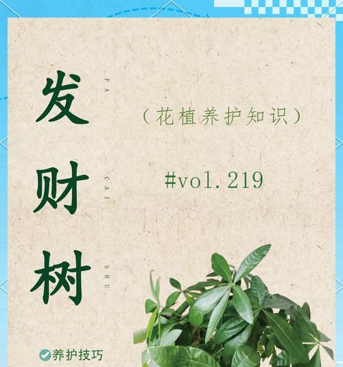 发财树修剪枝叶的正确方法是什么？修剪后如何护理？