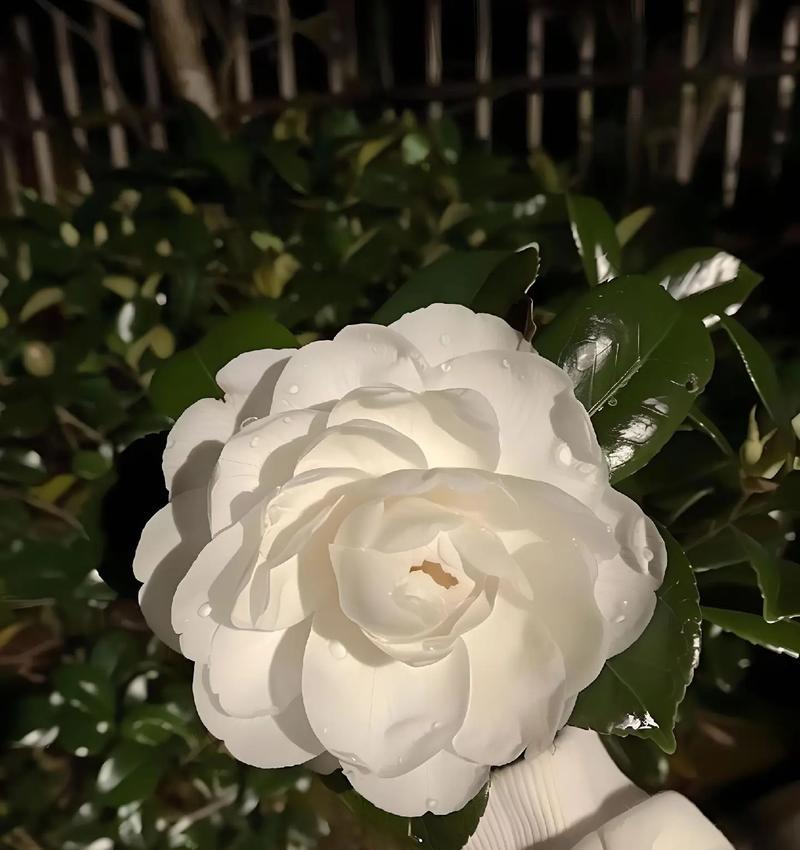 什么花语代表有心结？哪种花表达了内心纠结的情感？
