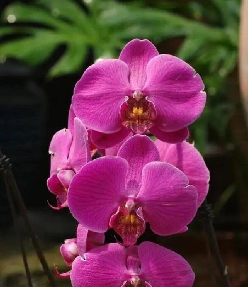 3颗粉色蝴蝶兰的花语有何深意？这种数量的蝴蝶兰代表什么？