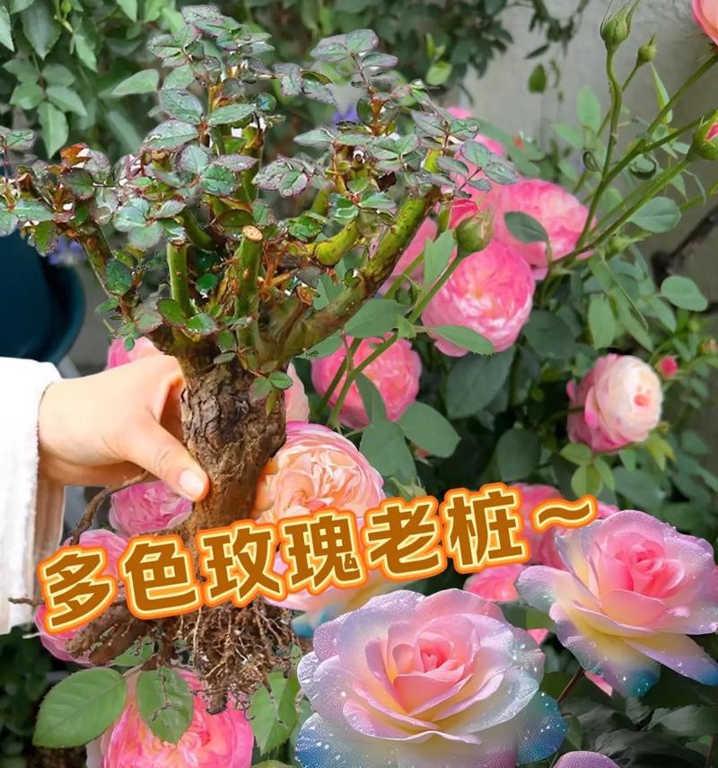 玫瑰养护有哪些小技巧？如何保持玫瑰花开不断？