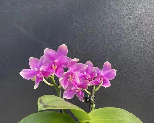 3颗粉色蝴蝶兰的花语有何深意？这种数量的蝴蝶兰代表什么？