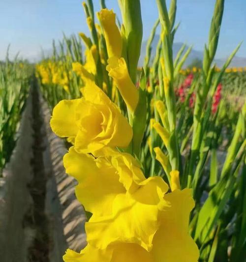 想种植花卉怎么起步？初学者应该注意哪些事项？