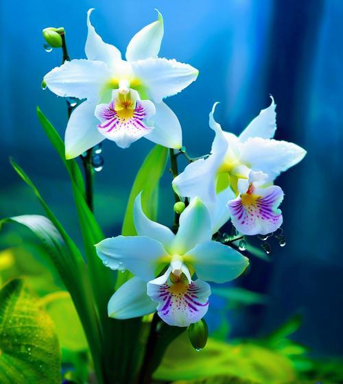 漓江兰花的花语含义是什么？它传递了哪些信息？