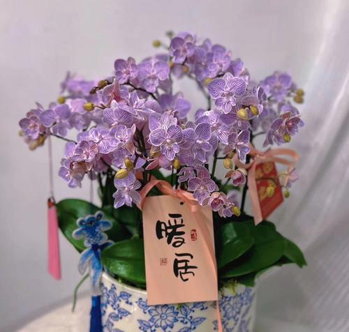 漓江兰花的花语含义是什么？它传递了哪些信息？