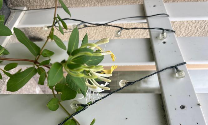 想种植花卉怎么起步？初学者应该注意哪些事项？