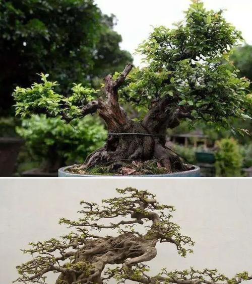 盆景花盆种植什么树比较好？盆景花盆种植树木的技巧是什么？