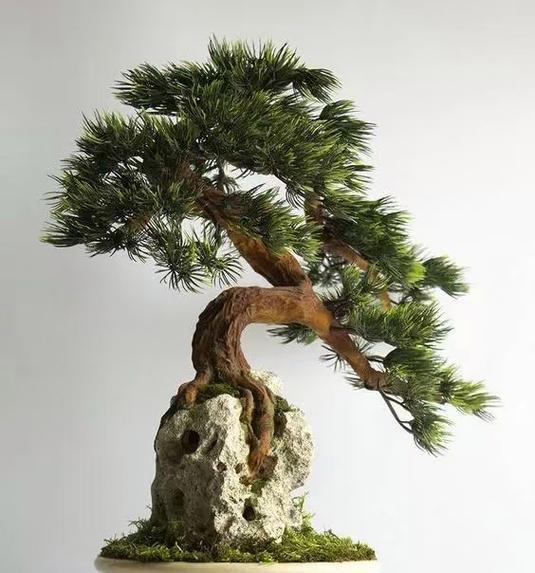 盆景花盆种植什么树比较好？盆景花盆种植树木的技巧是什么？