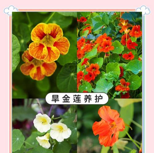 旱金莲种子种植的步骤是什么？