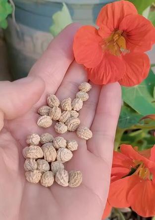旱金莲种子种植的步骤是什么？