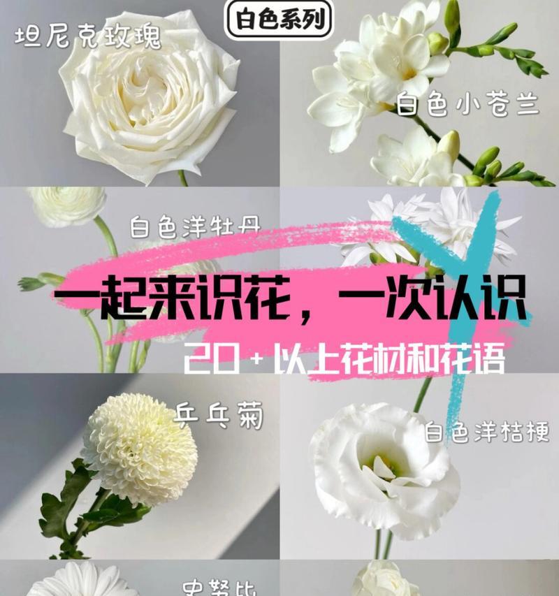 白玫瑰花语送给对象有何寓意？