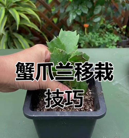 蟹爪兰移栽的最佳时机是什么时候？移栽后如何护理？