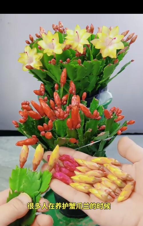蟹爪兰移栽的最佳时机是什么时候？移栽后如何护理？