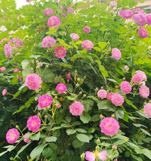 蔷薇的花语寓意有何深意？蔷薇花语寓意着什么？