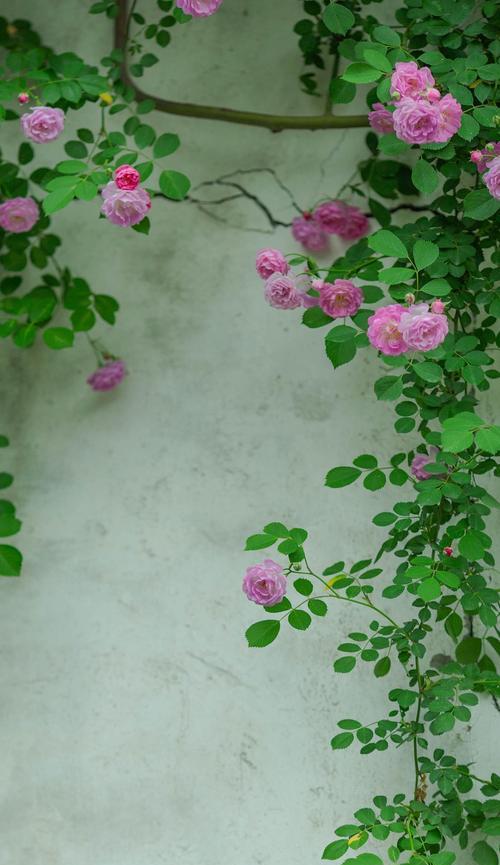 蔷薇的花语寓意有何深意？蔷薇花语寓意着什么？