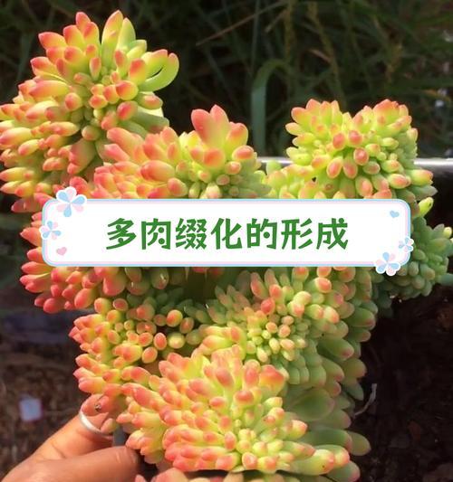 多肉晒伤后如何急救？晒伤的多肉能恢复吗？