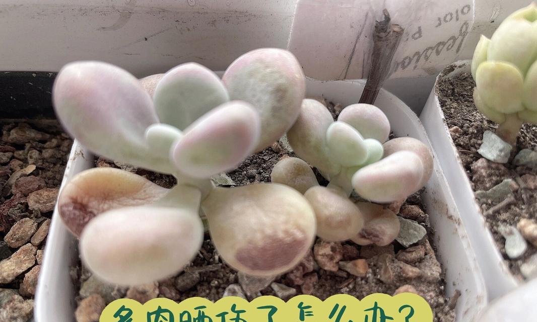多肉晒伤后如何急救？晒伤的多肉能恢复吗？
