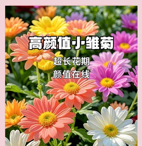 雏菊花语在什么场合最适宜？