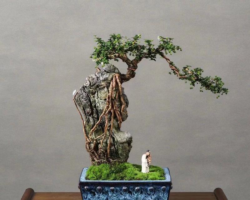 福建茶盆景怎么养？怎样才能保持其美观？