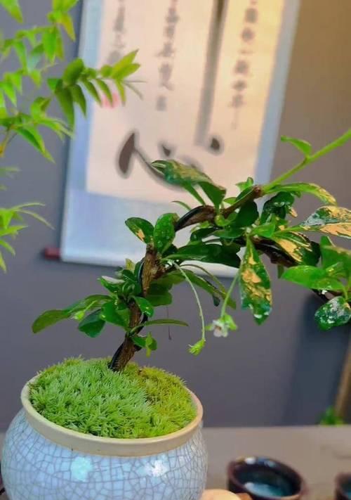 福建茶盆景怎么养？怎样才能保持其美观？