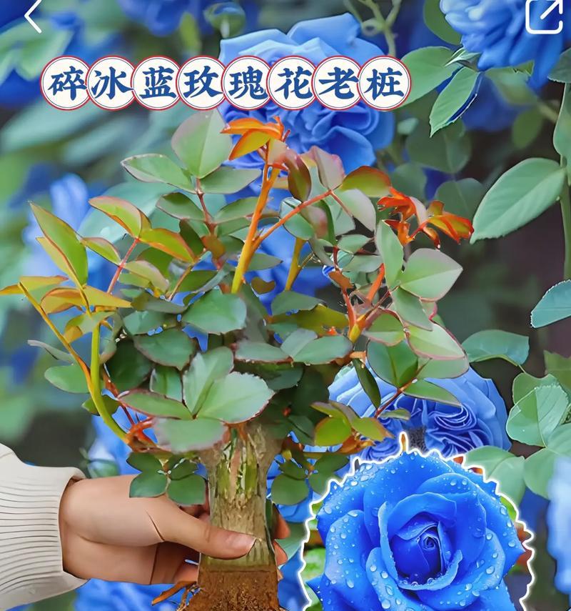 三朵冰蓝玫瑰的花语代表什么？