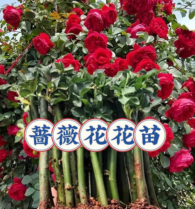 打铁花的花语是什么意思？这种花语背后有何寓意？