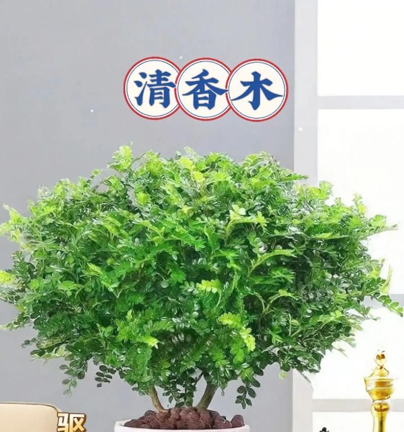 清香木干枯掉叶的原因是什么？如何进行有效救治？