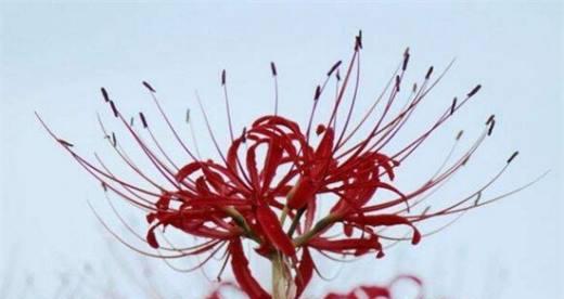 打铁花的花语是什么意思？这种花语背后有何寓意？