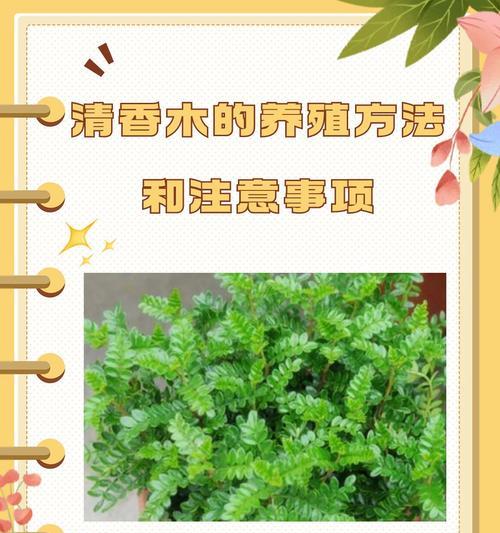 清香木干枯掉叶的原因是什么？如何进行有效救治？