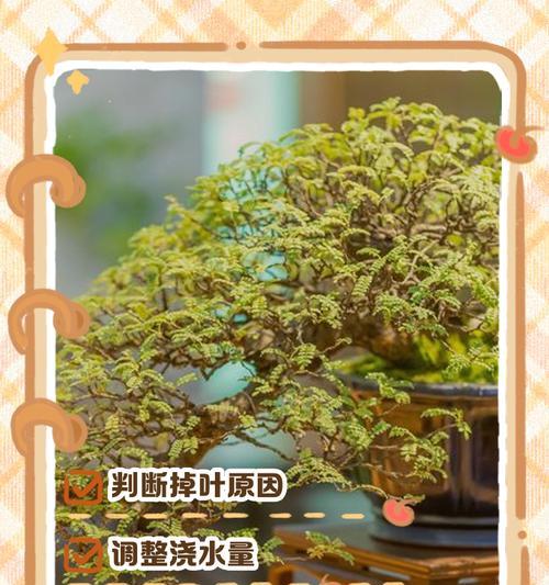清香木干枯掉叶的原因是什么？如何进行有效救治？