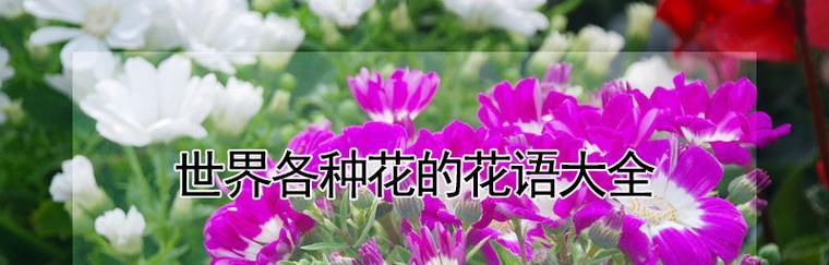哪种花的花语最适合赞美老师？