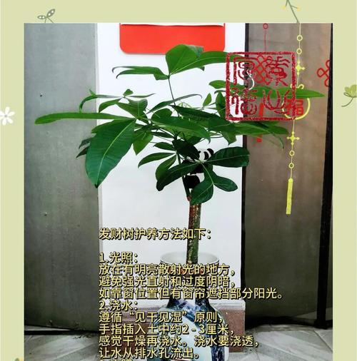 发财树叶子发黄的原因是什么？如何处理？