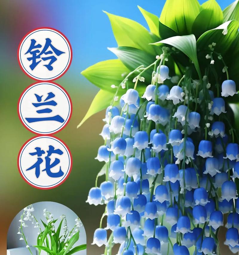 铃兰花在家居中的花语是什么？铃兰花的寓意有哪些？