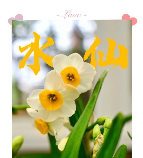 水培水仙的正确方法是什么？为什么水仙叶子会发黄？