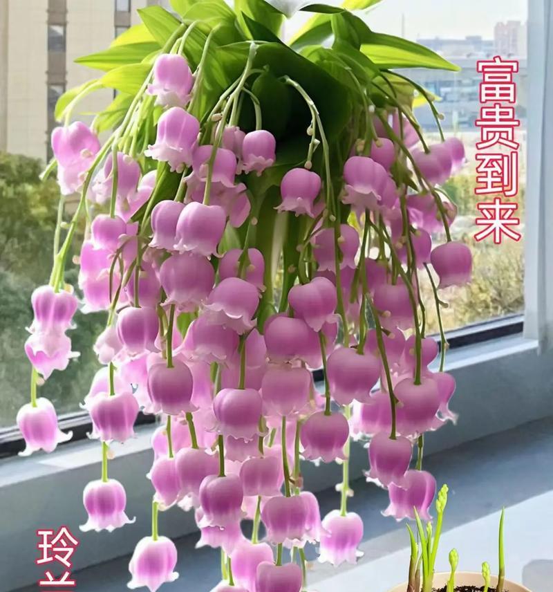 铃兰花在家居中的花语是什么？铃兰花的寓意有哪些？