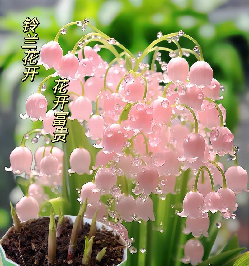 铃兰花在家居中的花语是什么？铃兰花的寓意有哪些？