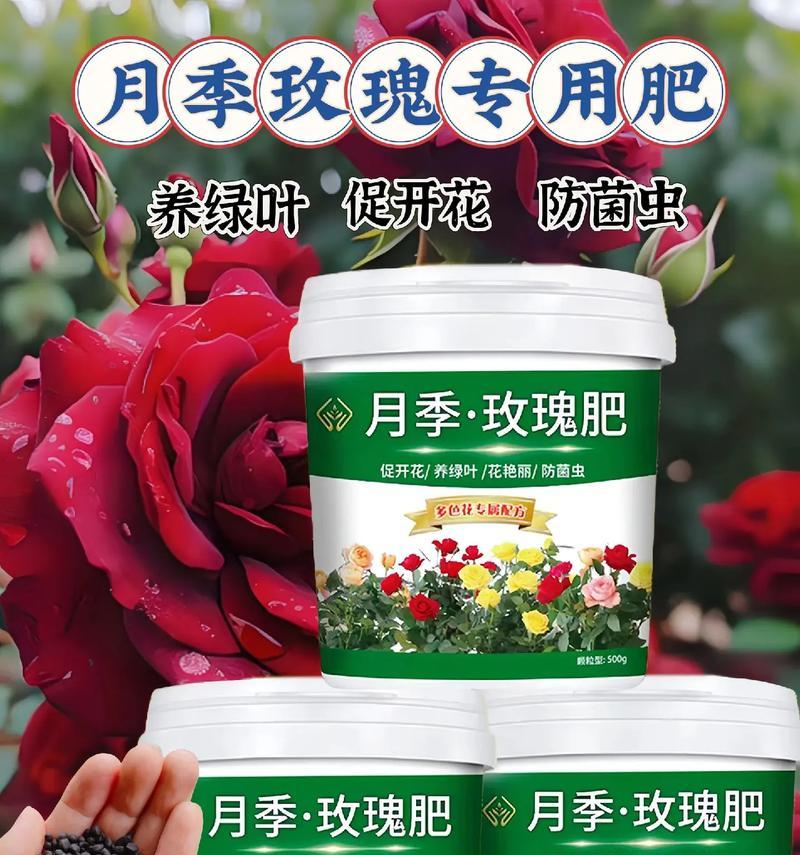 玫瑰花肥料撒上会变漂亮吗？施肥对玫瑰花的影响是什么？