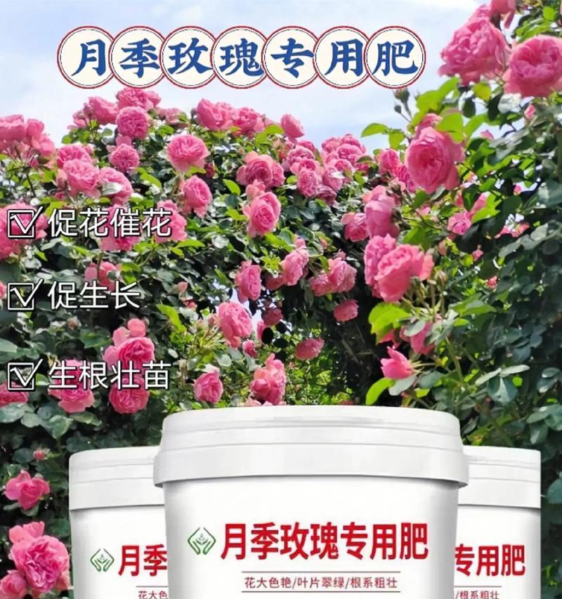 玫瑰花肥料撒上会变漂亮吗？施肥对玫瑰花的影响是什么？