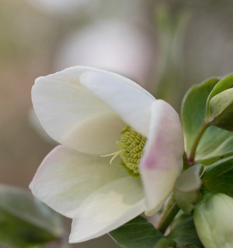 含笑花语是什么？含笑花代表了哪些情感和寓意？