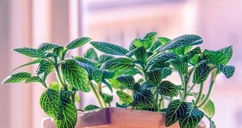 网纹草扦插繁殖的步骤是什么？