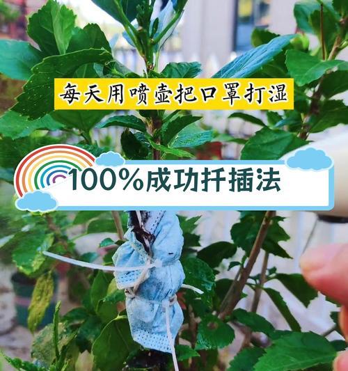 网纹草扦插繁殖的步骤是什么？