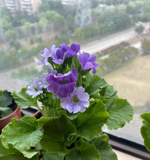 四季樱花的花语和寓意有哪些？它象征着什么？